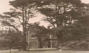 Cedar trees - 1920s